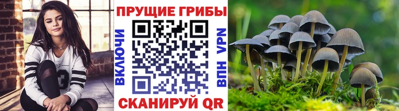 Галлюциногенные грибы Psilocybe  Купить где  Кубинка 